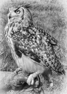 Bengali Eagle Owl. Taken in Suffolk UK