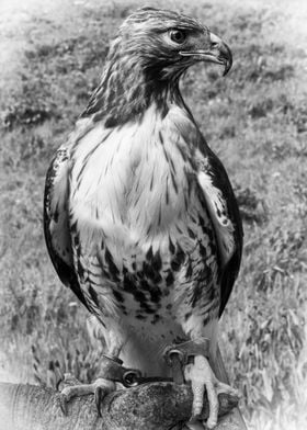Red Tailed Hawk. Suffolk UK