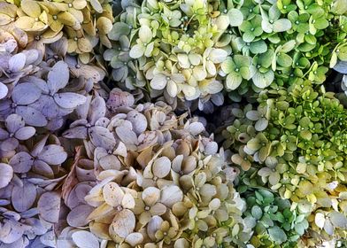 Hydrangea cluster on display at a farmer's market. © De ... 