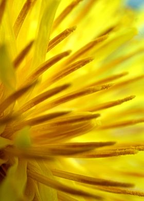 Dandelion Macro