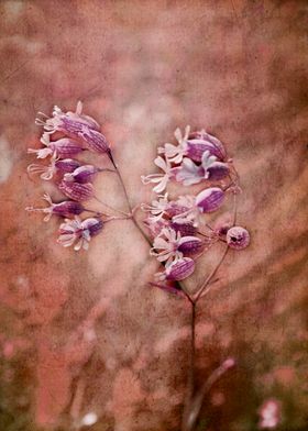 Wildflower with pink vintage