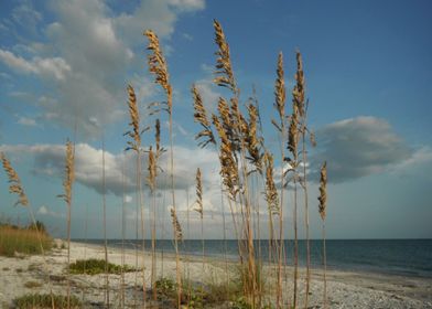 Sanibel Sea Oats