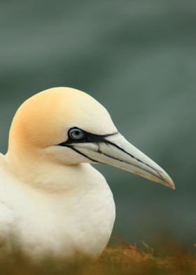 Gannet at Helgoland  - a northsea Island of germany