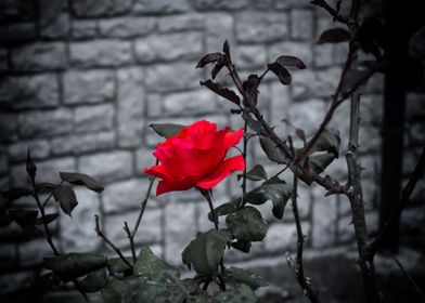 Rose In The Dark