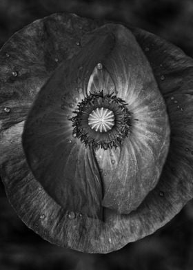 Macro of a single poppy