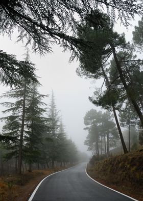 The road, the forest..