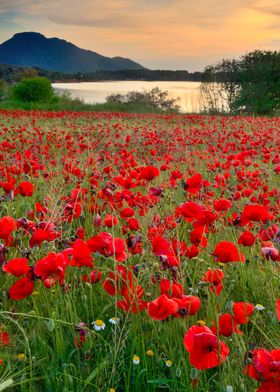 Field of poppies in the lake
