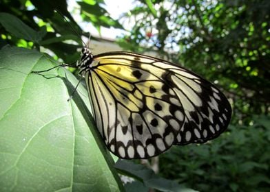 Beautiful Butterfly