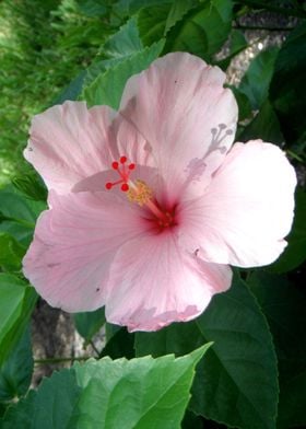 Pink Hibiscus