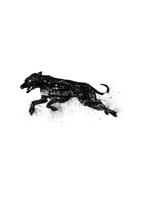 Black dog