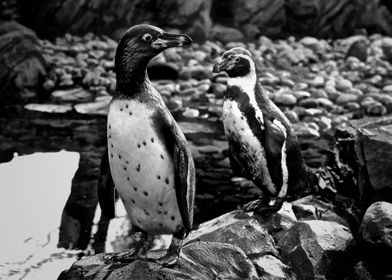 A Pair of Penguins