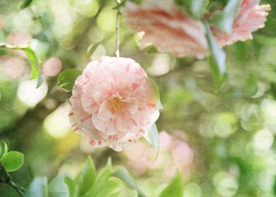 Pink and White Camillia on Green