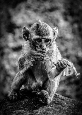 Macaque I