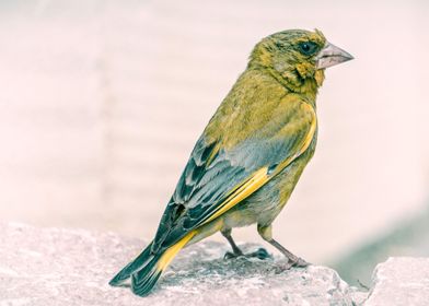 A Greenfinch Came To Visit