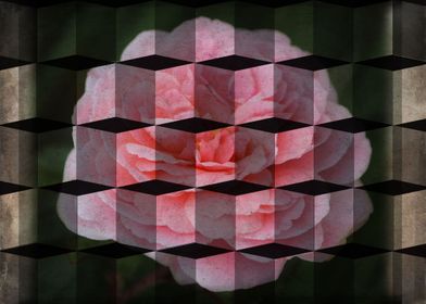 Pink Rose in Cubes