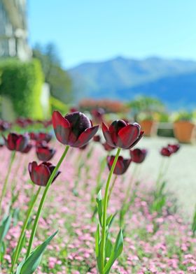 Burgundy Marsala Wine Tulips