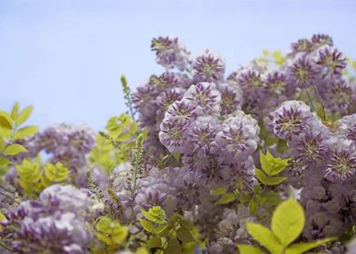 Lavender Wisteria with Apple Green Leaves and Powder Bl ... 