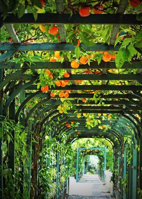 Orange and Green Lemon Citrus Trellis