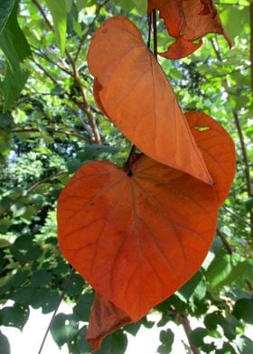 Heart Leaves