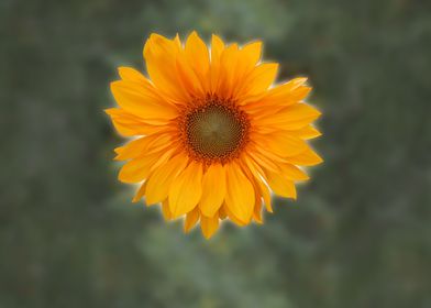 Single Sunflower