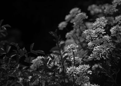 Edelweiss by Moonlight Mono Black and White