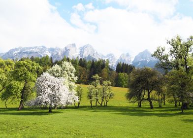 Green Spring Austrian Landscape