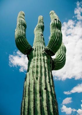 The Saguaro