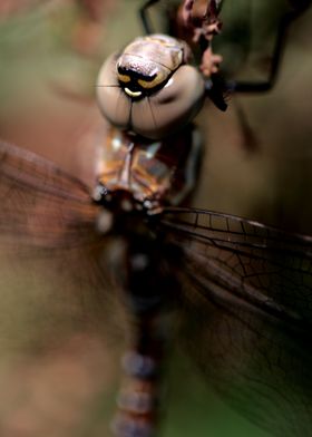 Dragonfly with great bokeh