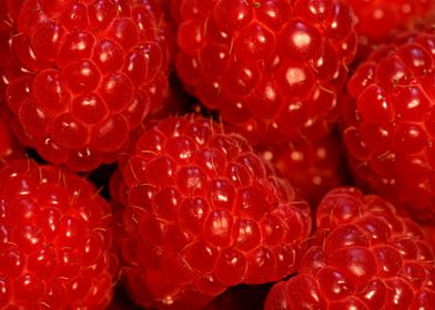 Chin-Dripping Raspberries