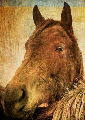 Horse portrait, fine art photography by ZenaZero, copyr ... 