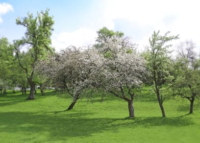 White Apple Blossoms and Austrian Landscape