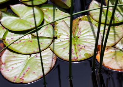 Lily Pad Abstract 1
