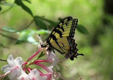 Gibbs Garden Butterfly