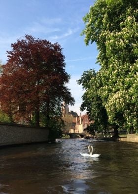 Bruges / Belgium - Swans on water