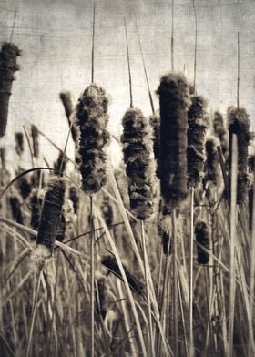ecology {cattails