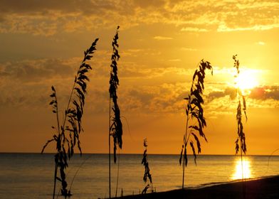 Golden Sea Oats