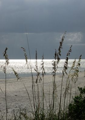 Lit Up Sea Oats