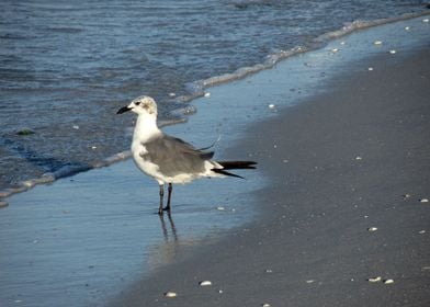 Posing Seagull