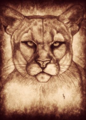 Cougar Stare...Pencil sketch and digitally edited.
