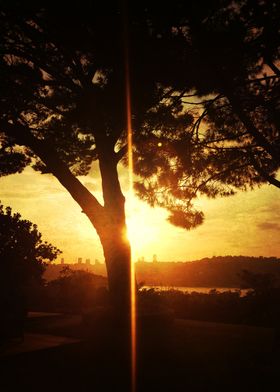 sunset on the tree