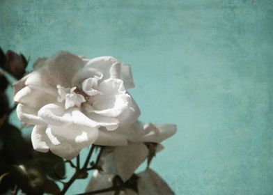Vintage Inspired White Rose on Aqua Blue Green