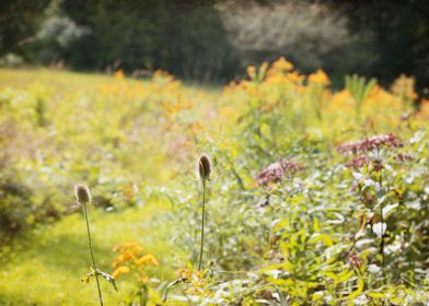 Goldenrod and Teasel