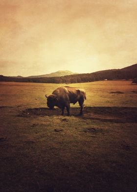 lonely male buffalo