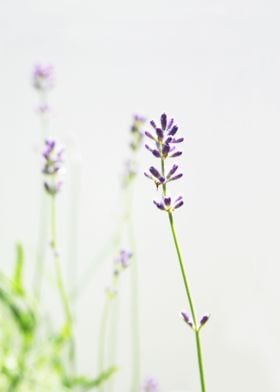 Minimalist Lavender on White Memories of Provence