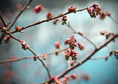 Pink Spring Buds on Blue