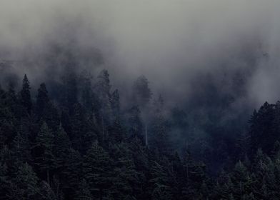 Foggy Oregon Forest