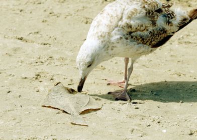 seagull with fish