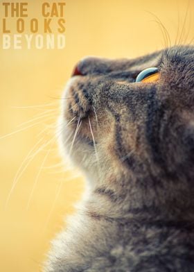 The cat looks beyond