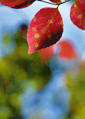 Vibrant Red Leaf