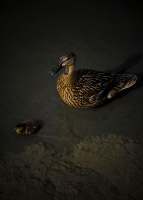 MAMA DUCK AND BABY CHICK